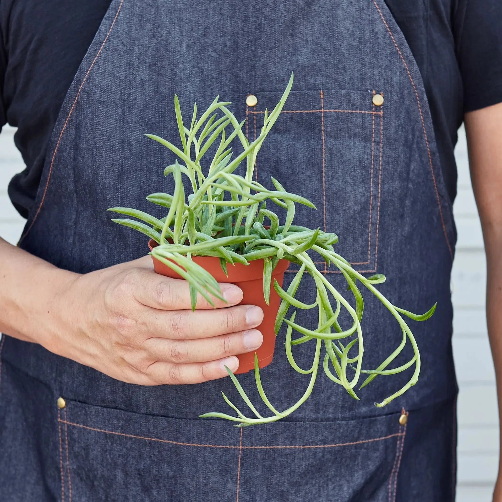 Senecio Succulent 'Fish Hooks' House Plant Wholesale