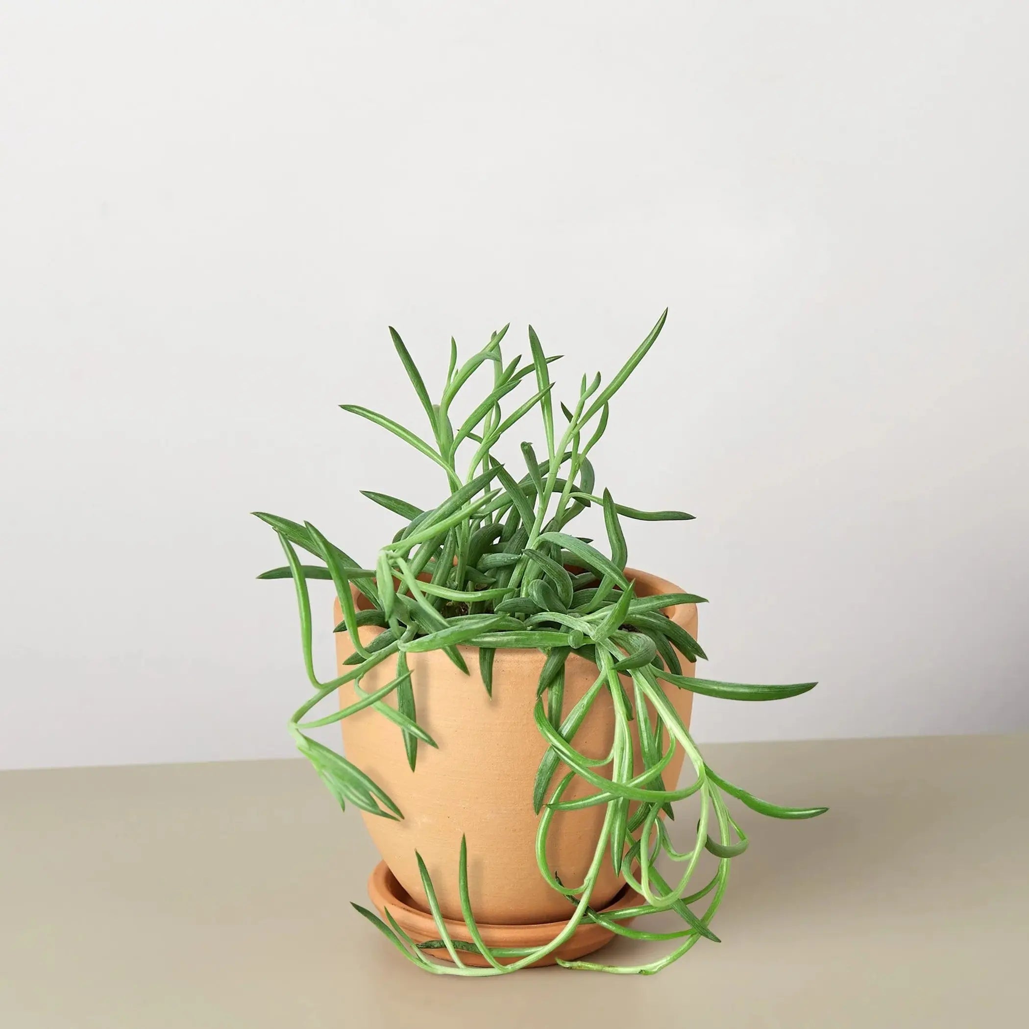 Senecio Succulent 'Fish Hooks' House Plant Wholesale