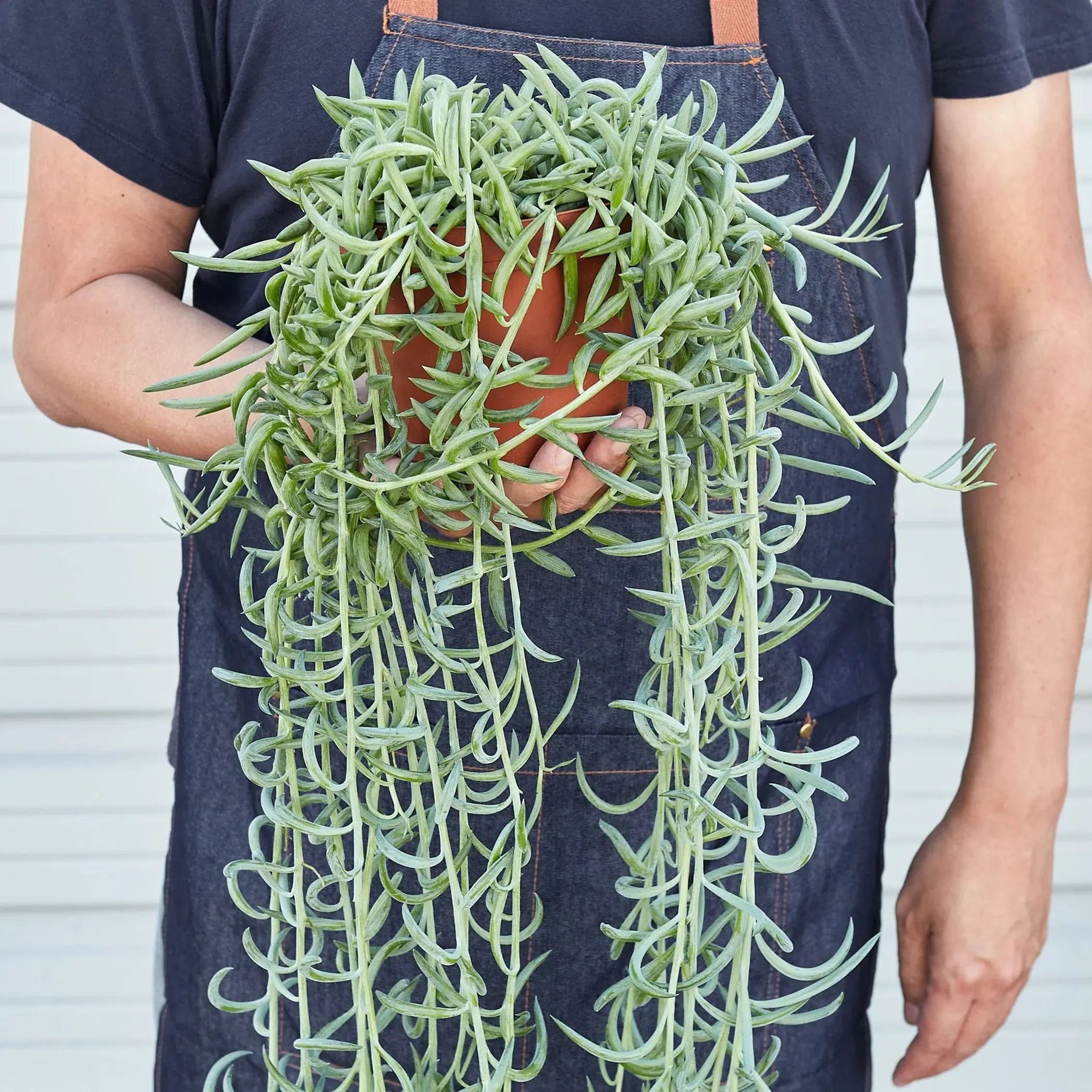 Senecio Succulent 'Fish Hooks' House Plant Wholesale