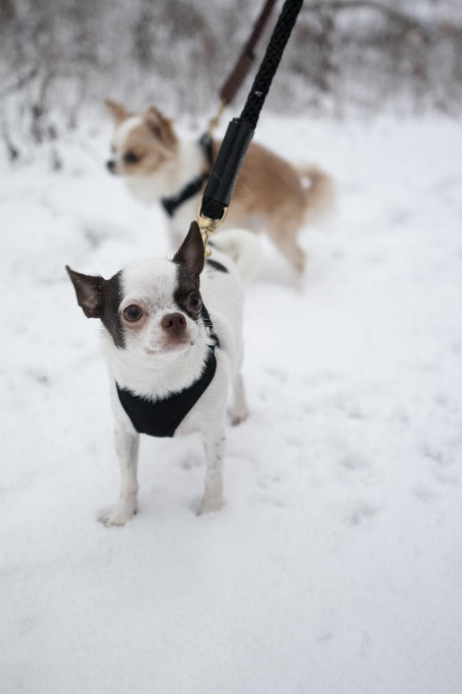Shearling Fur Grip Bonne et Filou