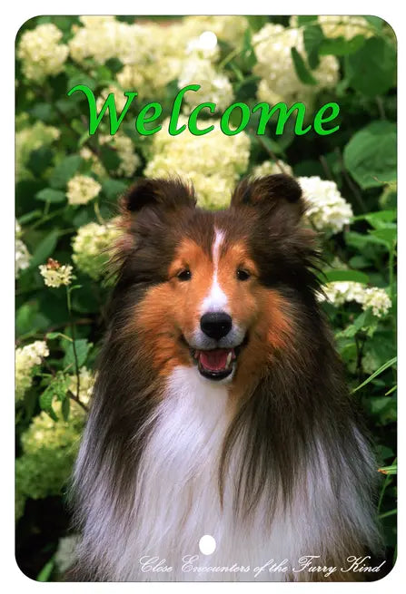 Sheltie - Best of Breed  Indoor/Outdoor Aluminum Sign Best of Breed