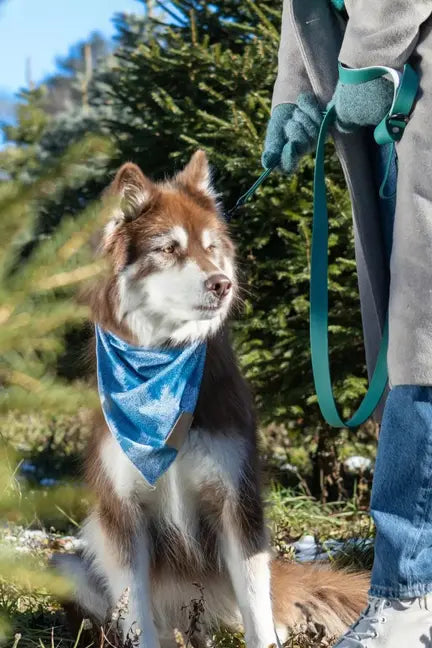 Siberian Spruce Dog Bandana Aria the Fox