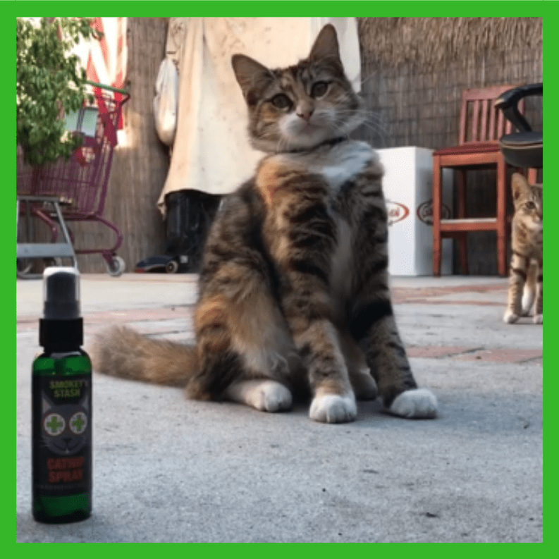 Smokey's Stash Catnip Spray Bottle Smokey's Stash