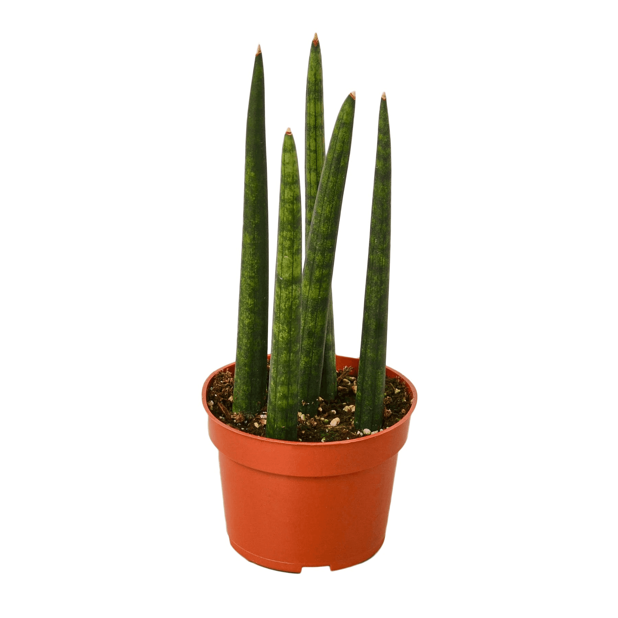 Snake Plant Cylindrica House Plant Dropship