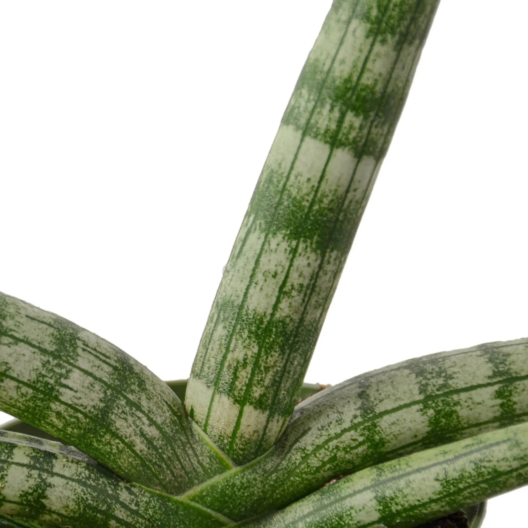 Snake Plant Starfish House Plant Wholesale