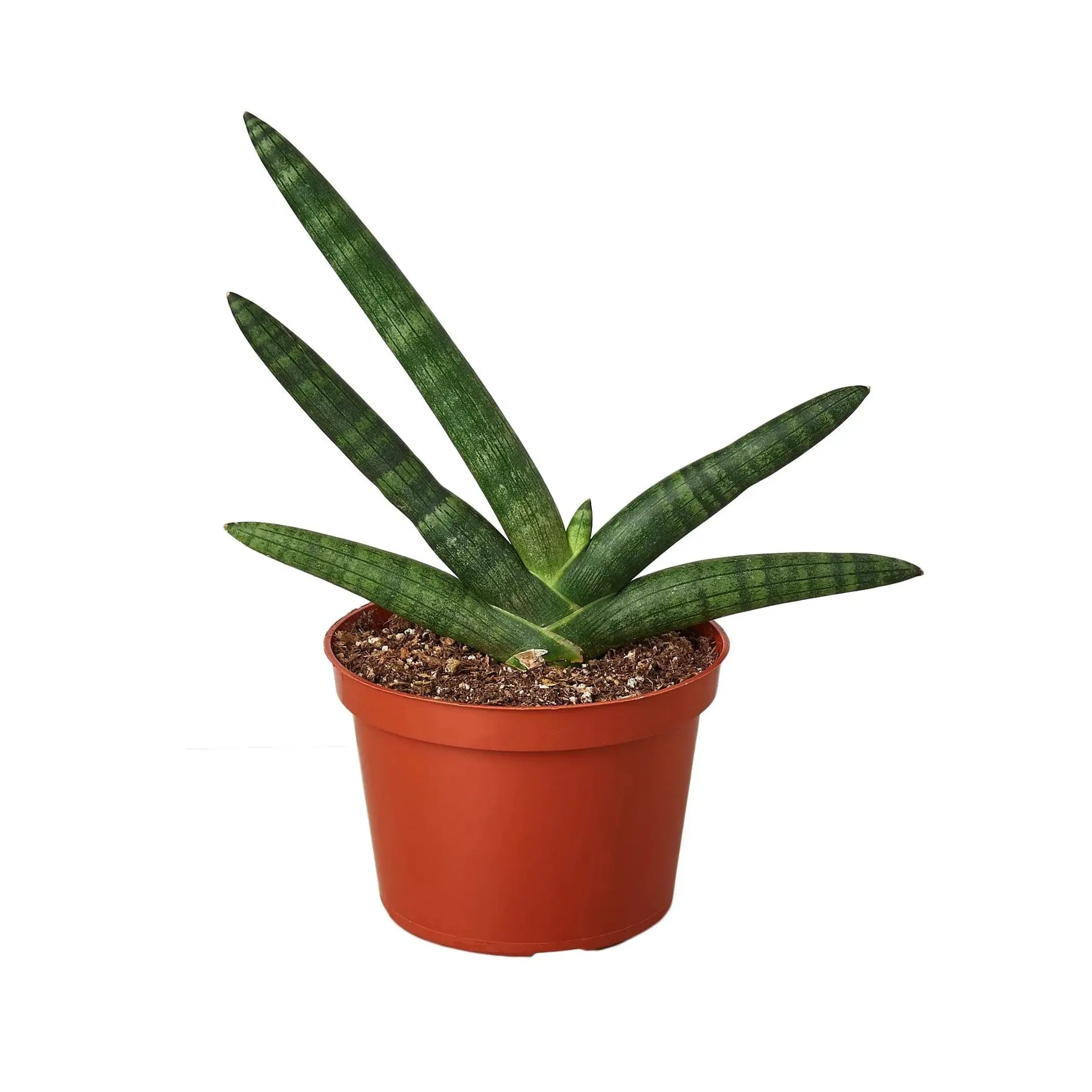 Snake Plant Starfish House Plant Wholesale