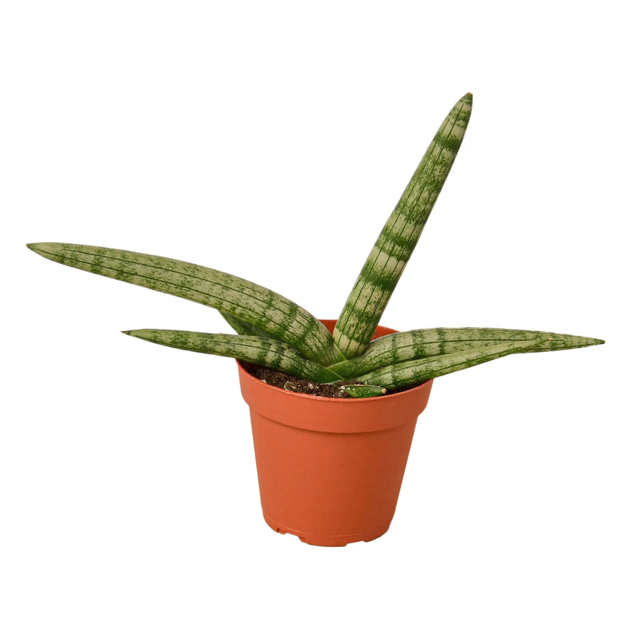 Snake Plant Starfish House Plant Wholesale