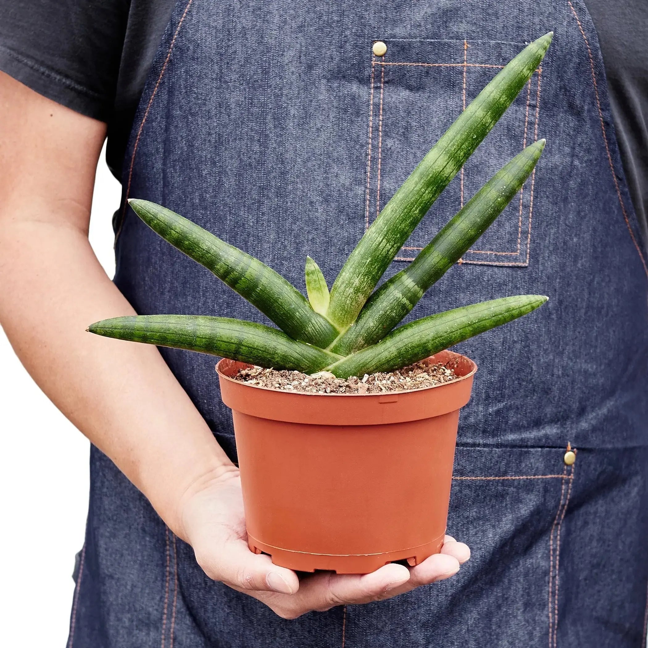 Snake Plant Starfish House Plant Wholesale