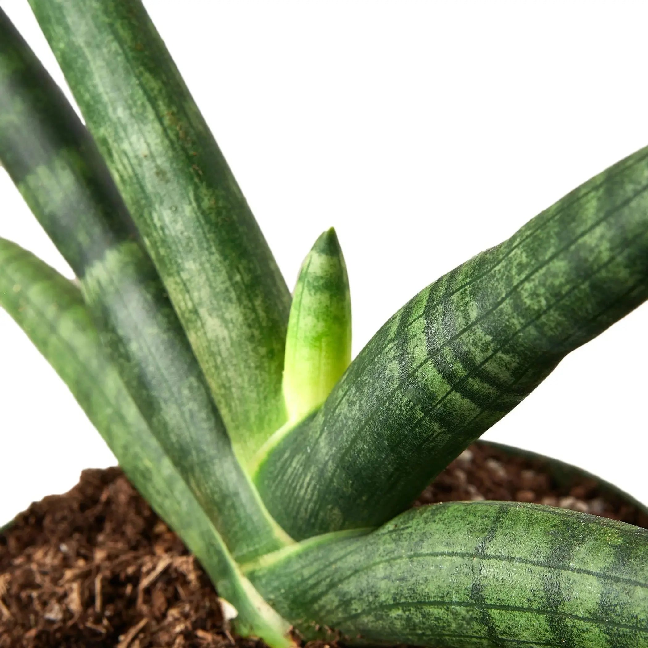 Snake Plant Starfish House Plant Wholesale