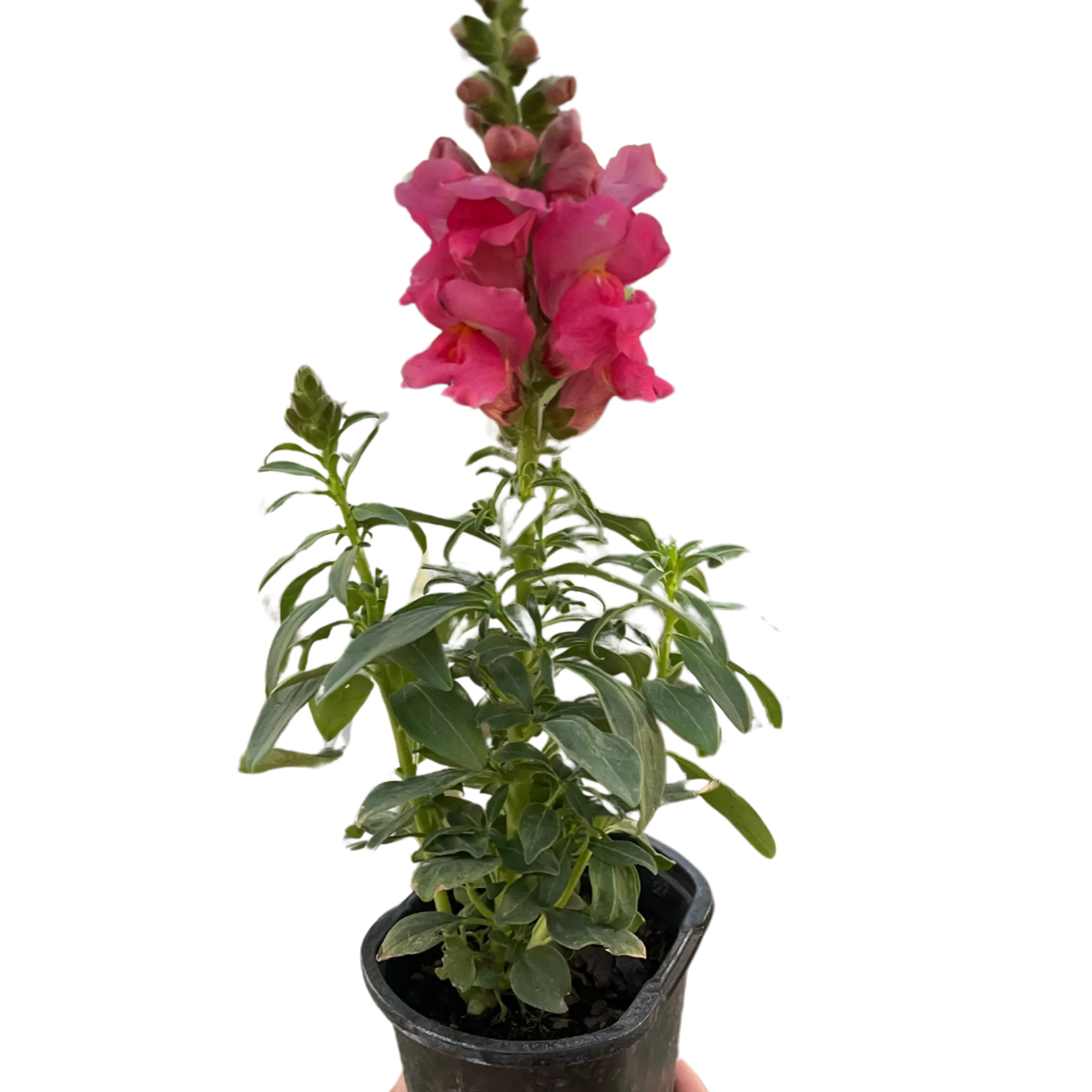 SnapDragon House Plant Wholesale