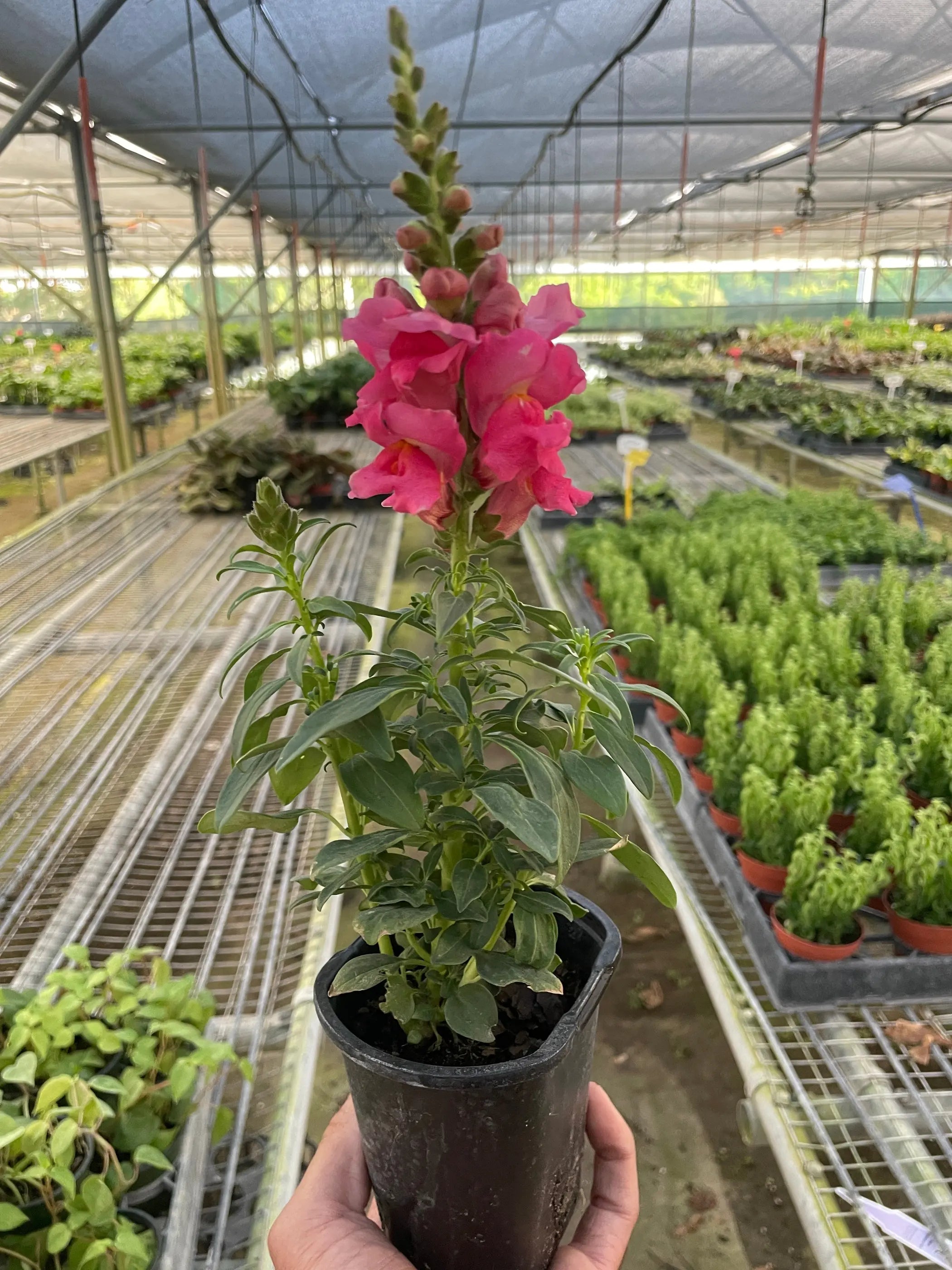 SnapDragon House Plant Wholesale