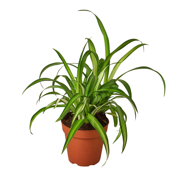 Spider Plant Hawaiian House Plant Dropship