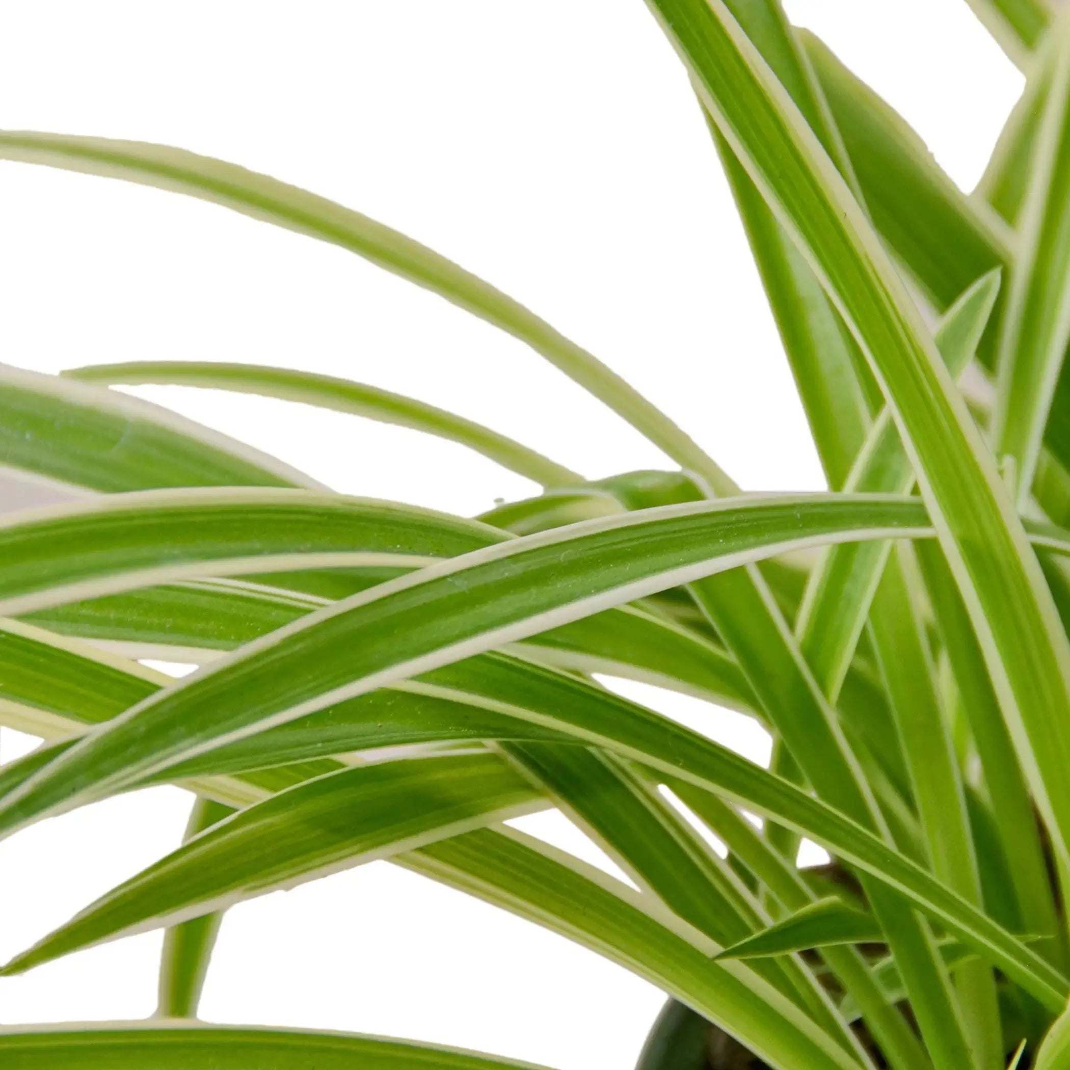 Spider Plant Reverse House Plant Wholesale