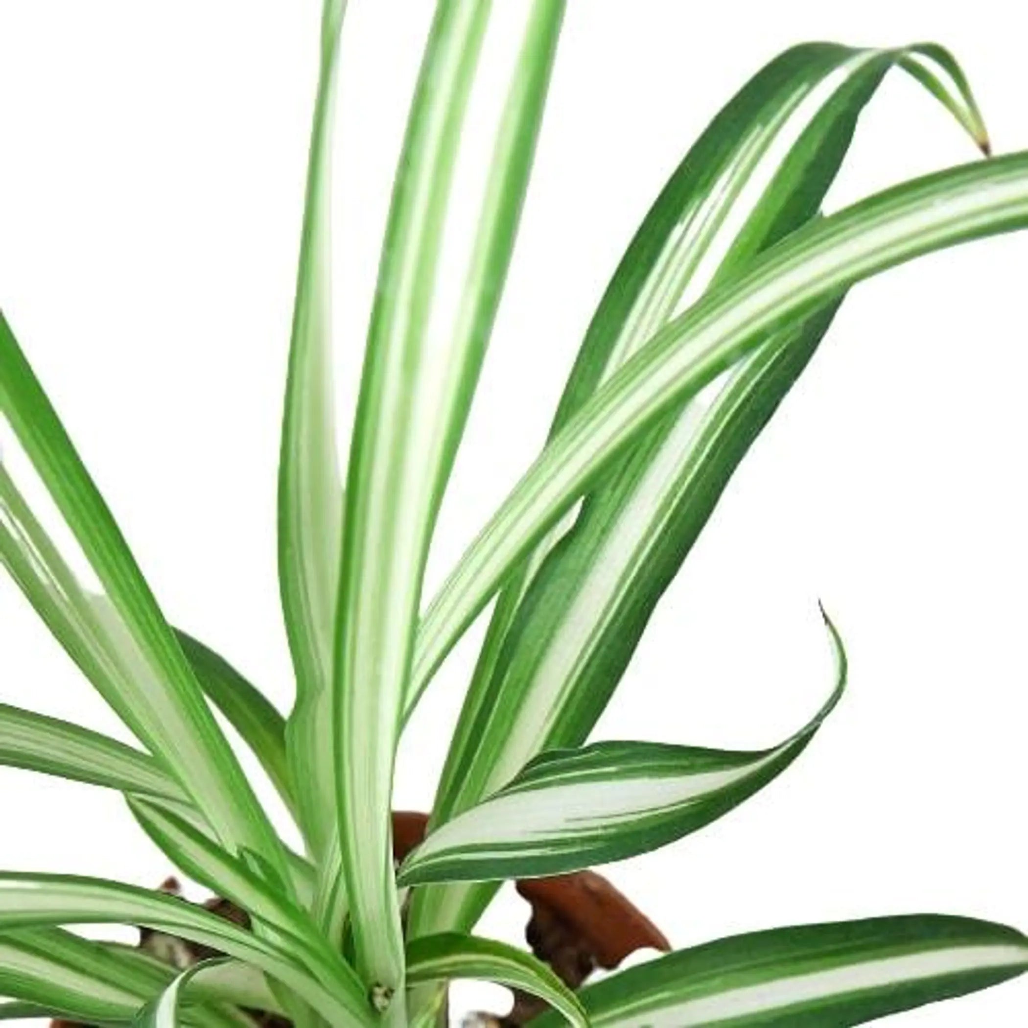 Spider Plant Reverse House Plant Wholesale