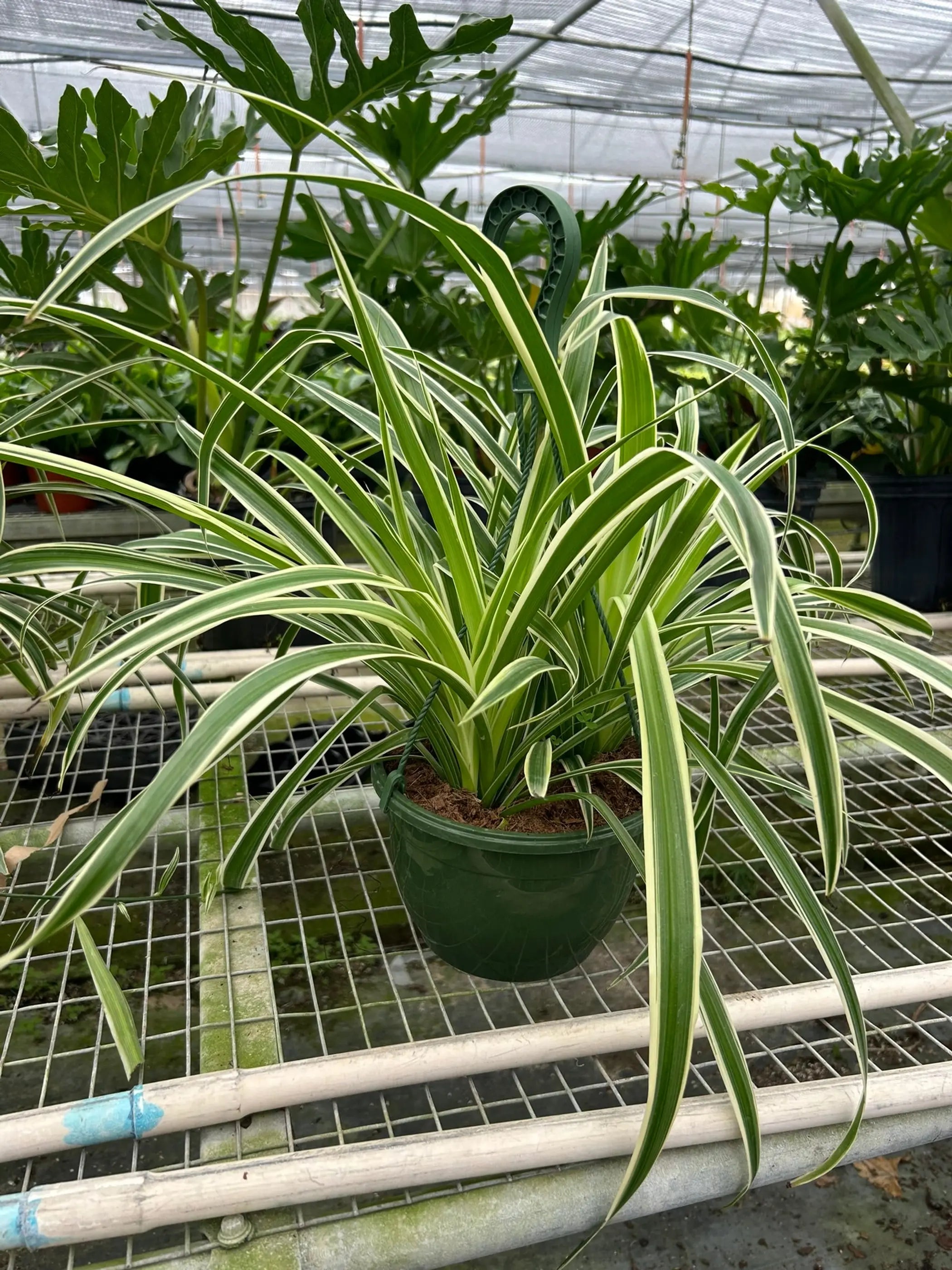 Spider Plant Reverse House Plant Wholesale