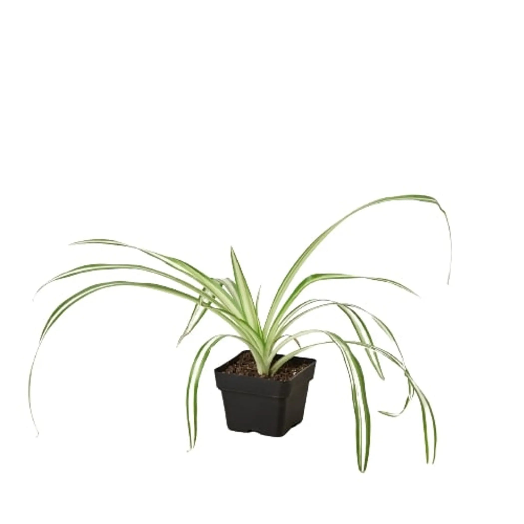 Spider Plant Reverse House Plant Wholesale