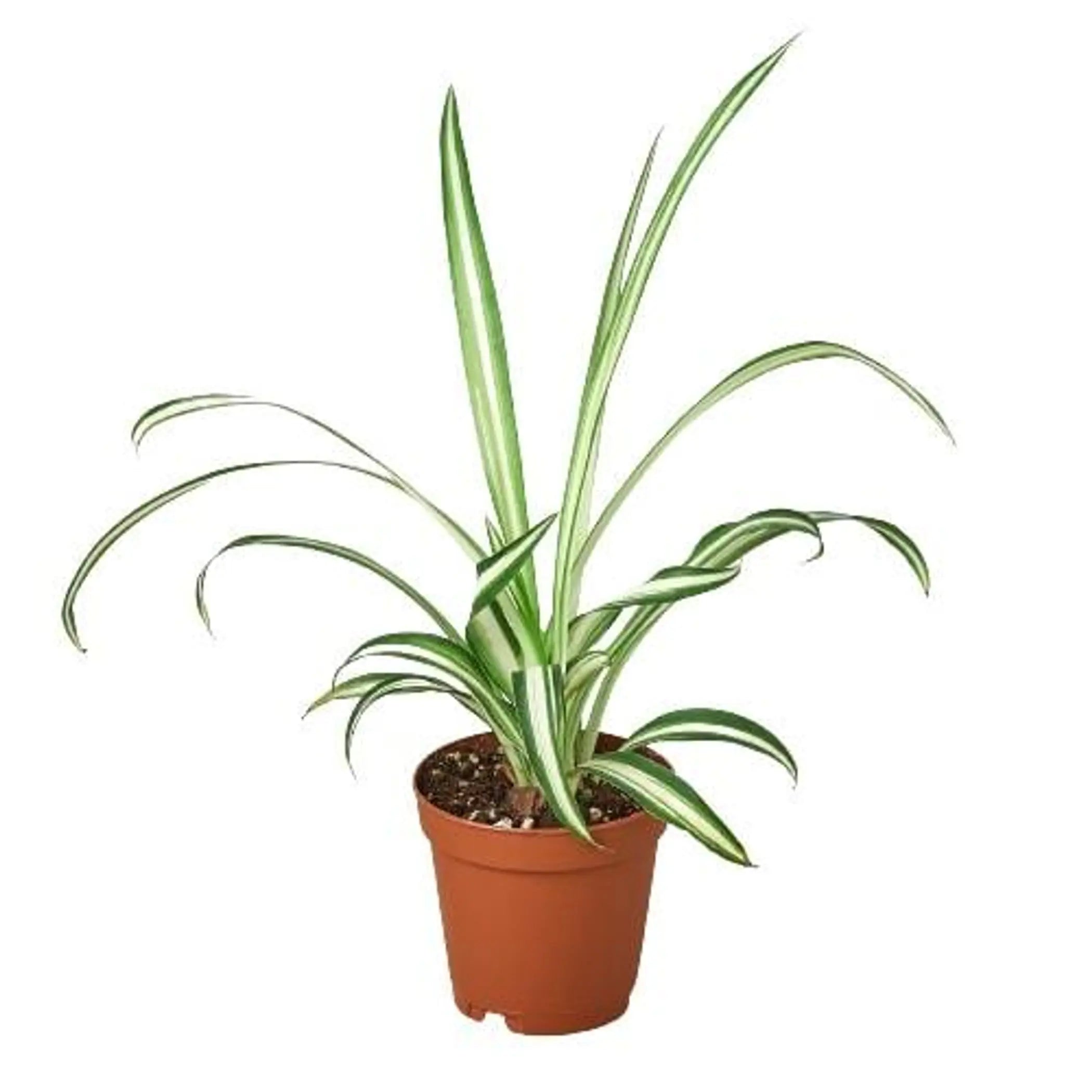 Spider Plant Reverse House Plant Wholesale