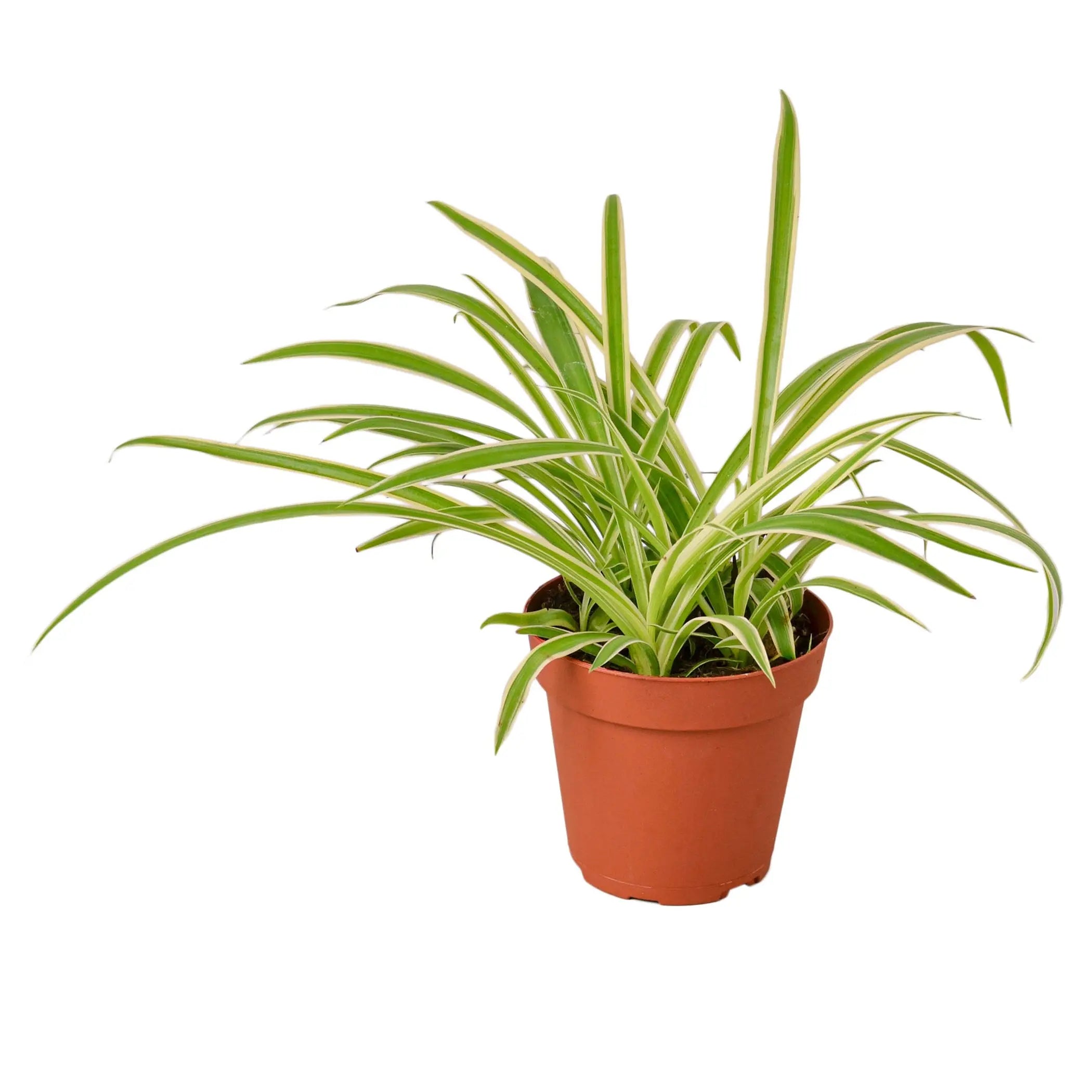 Spider Plant Reverse House Plant Wholesale