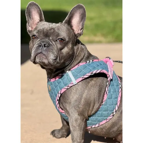 Step-In Denim Harness Urban Dog Stars