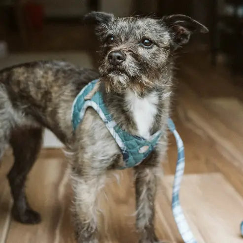 Step-In Denim Harness Urban Dog Stars