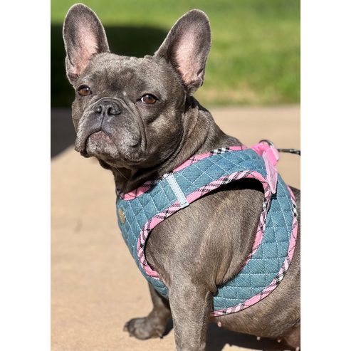 Step-In Denim Harness Urban Dog Stars