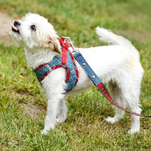 Step-In Denim Harness Urban Dog Stars