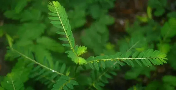 Stix And Stones Capsules* Kidney, Urinary Tract Infection & Stone Support* Organic Pet Systems