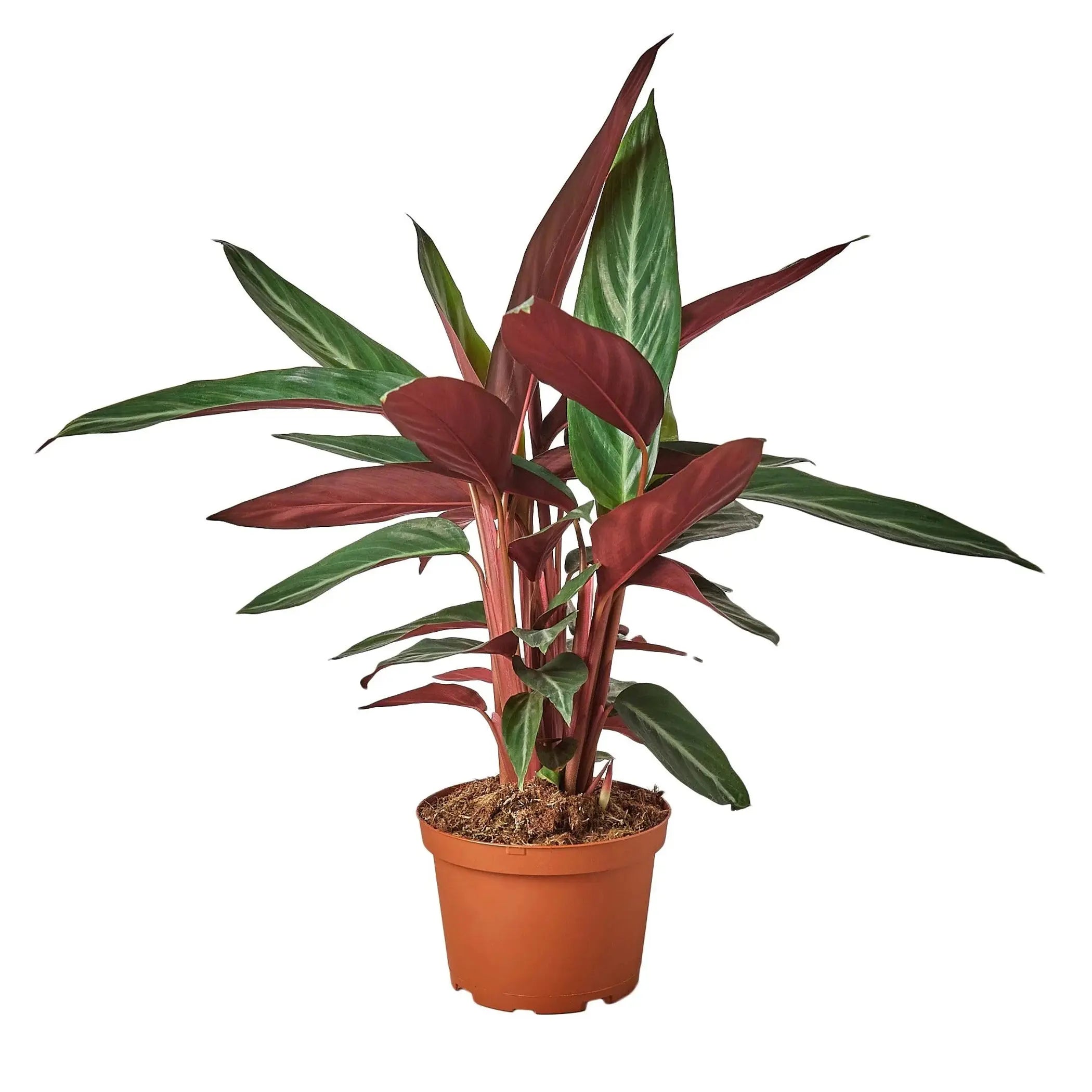 Stromanthe Sanguinea House Plant Wholesale