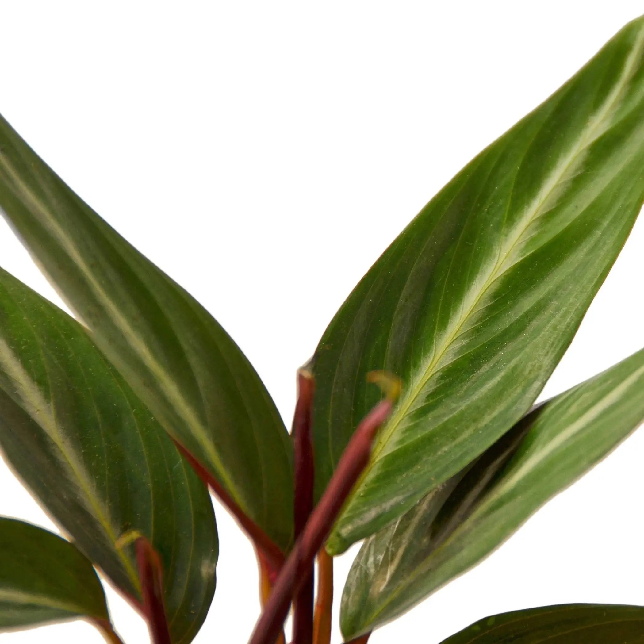 Stromanthe Sanguinea House Plant Wholesale