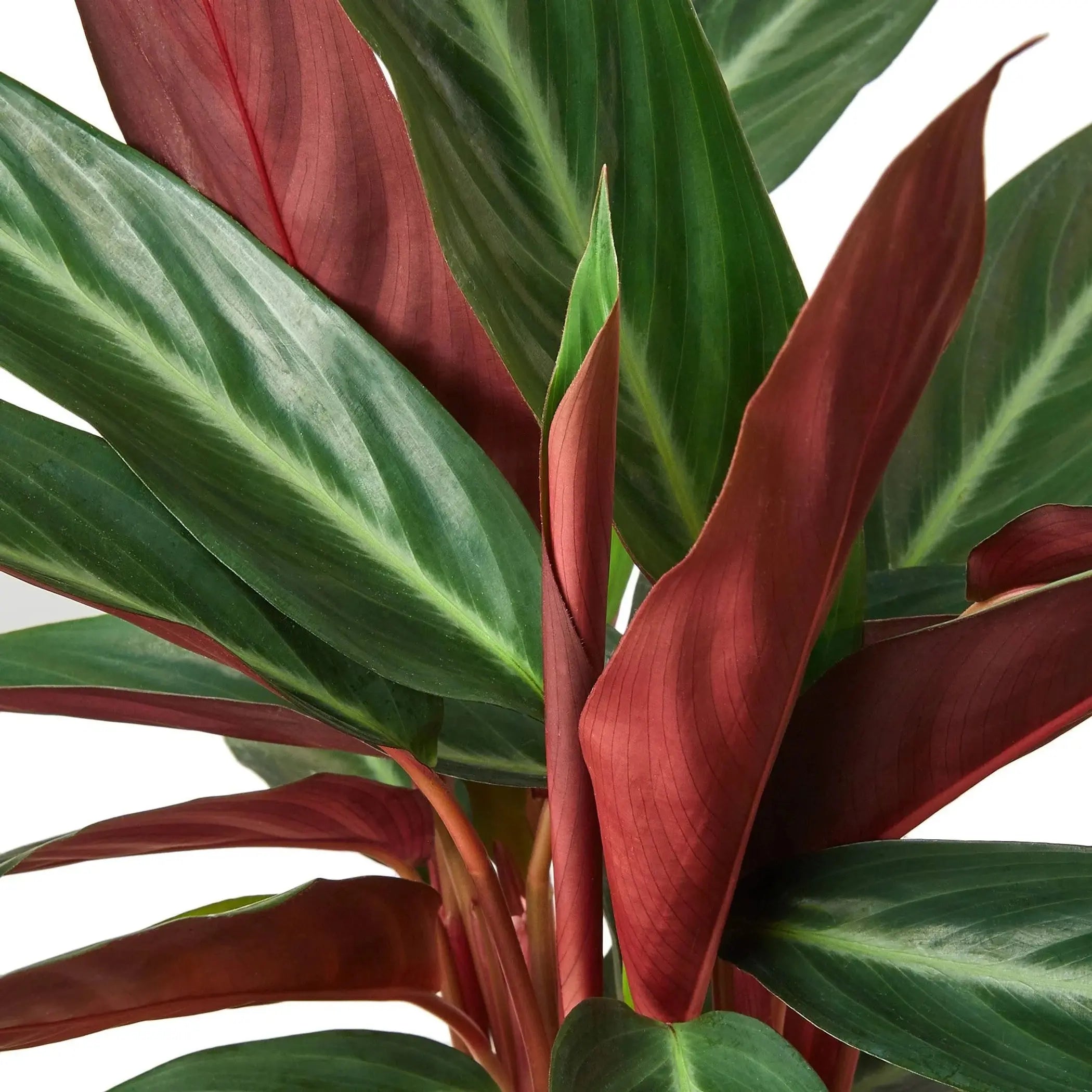 Stromanthe Sanguinea House Plant Wholesale