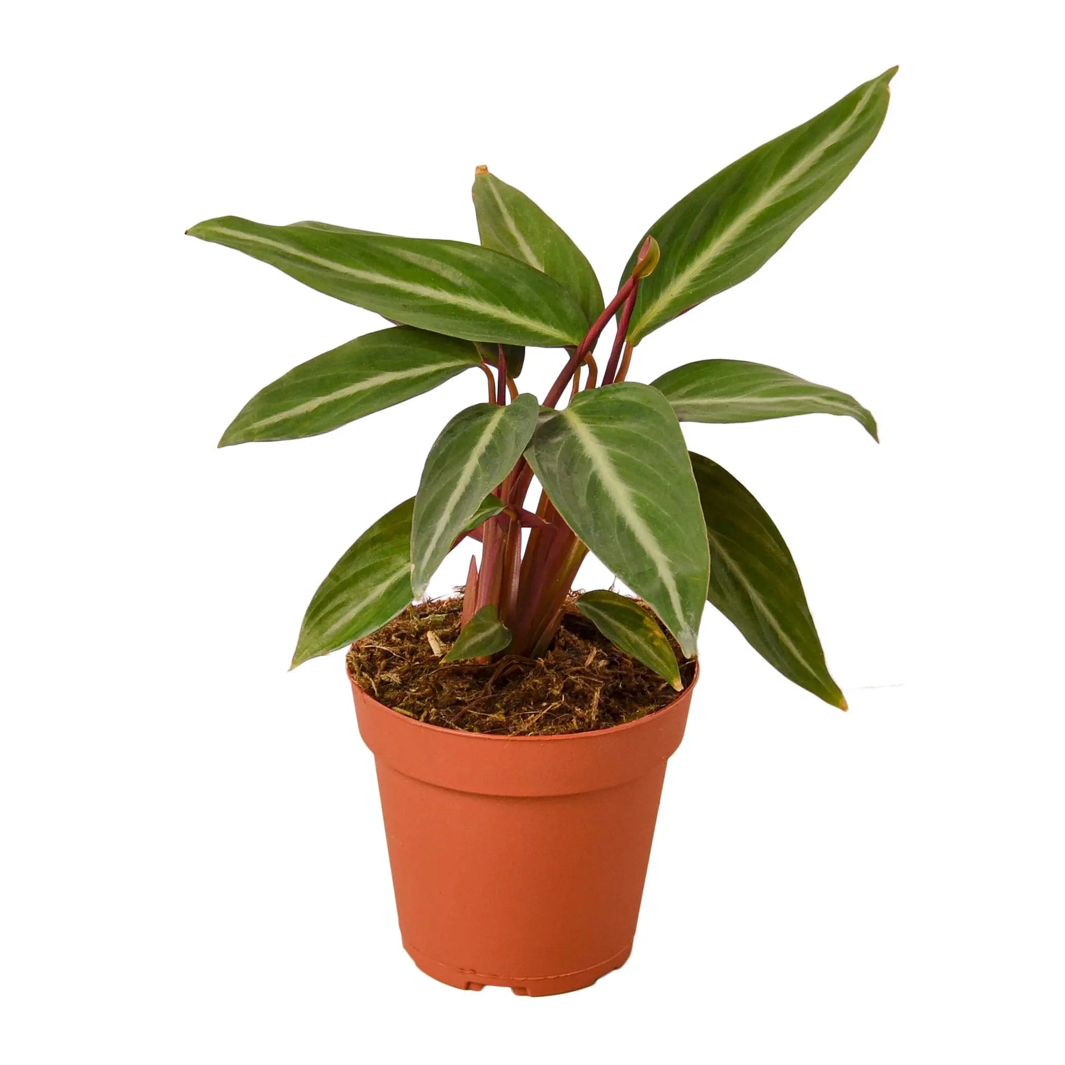 Stromanthe Sanguinea House Plant Wholesale