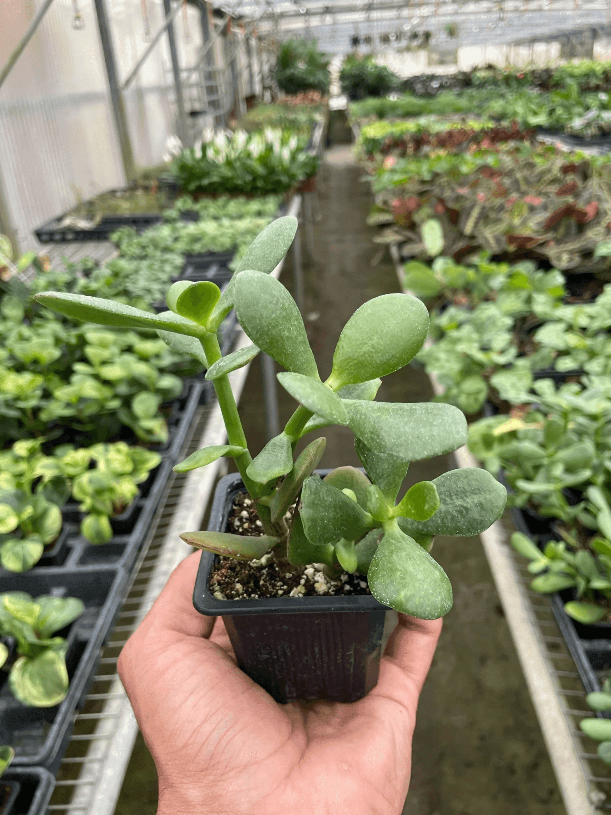 Succulent Crassula 'Jade' House Plant Wholesale