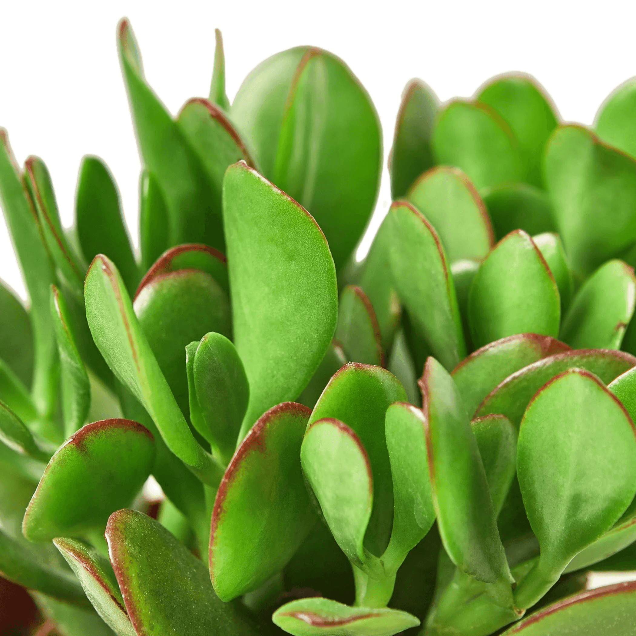 Succulent Crassula 'Jade' House Plant Wholesale