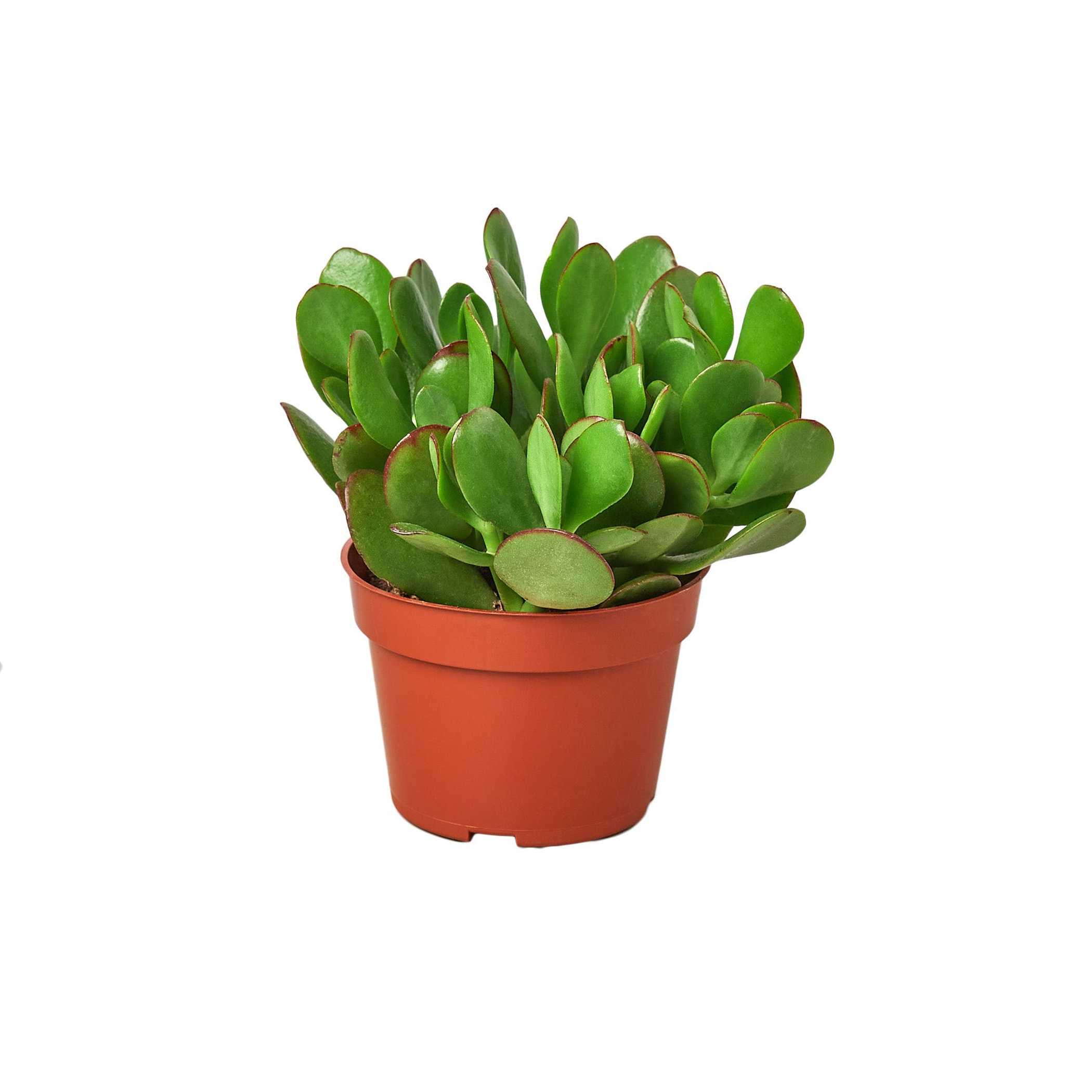Succulent Crassula 'Jade' House Plant Wholesale