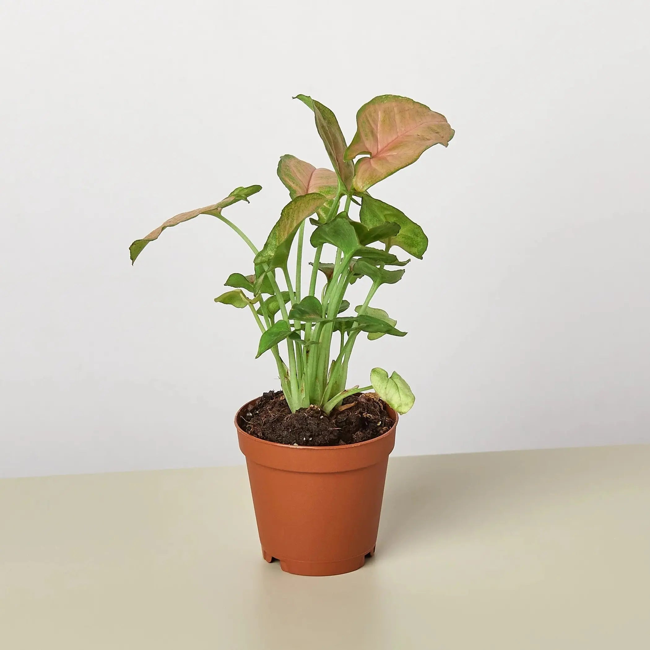 Syngonium Strawberry House Plant Wholesale