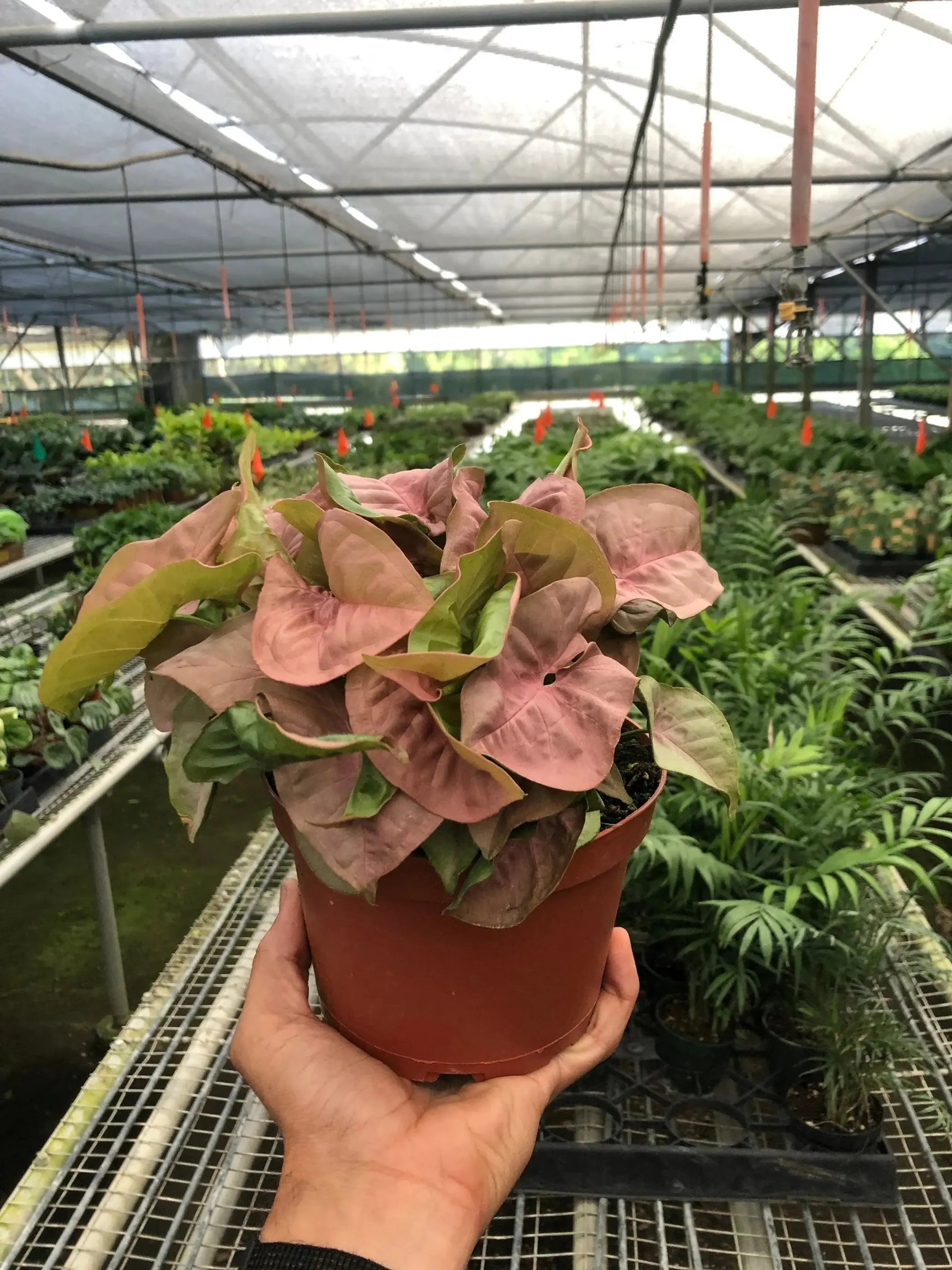 Syngonium Strawberry House Plant Wholesale