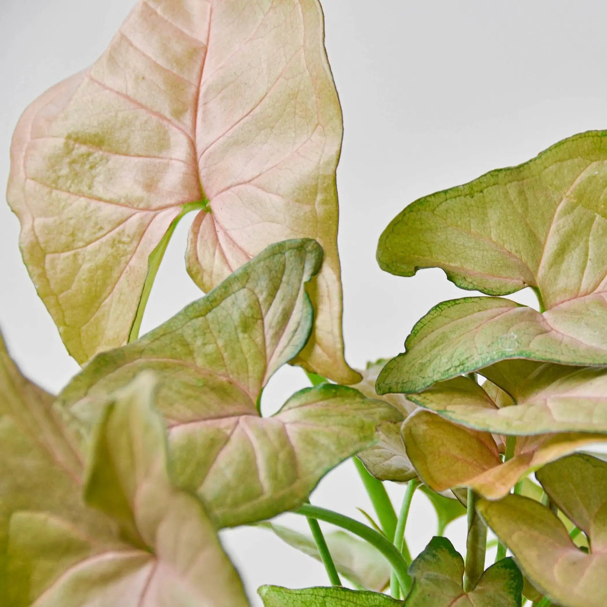 Syngonium Strawberry House Plant Wholesale