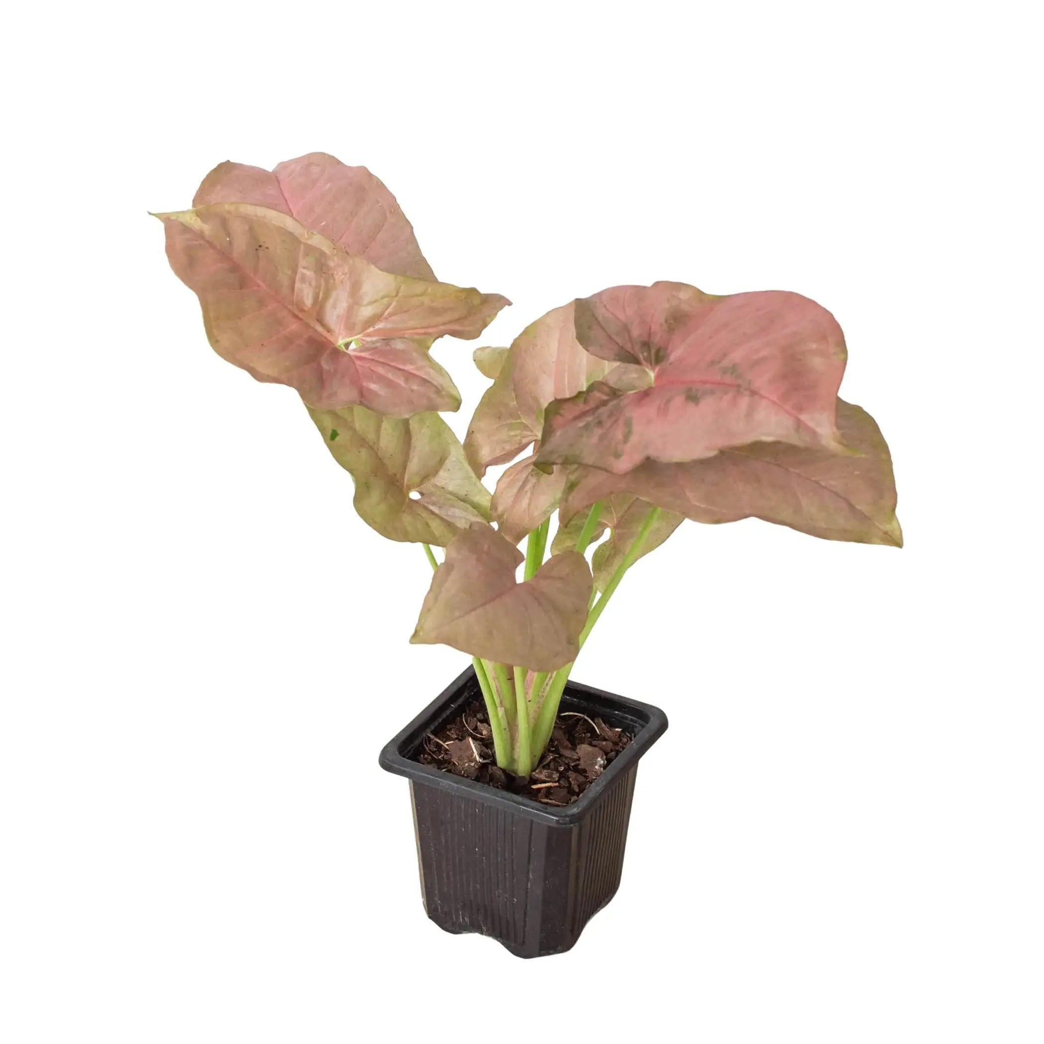 Syngonium Strawberry House Plant Wholesale