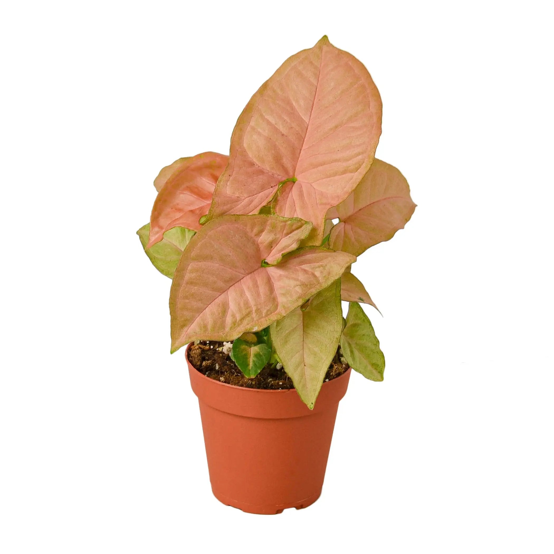 Syngonium Strawberry House Plant Wholesale
