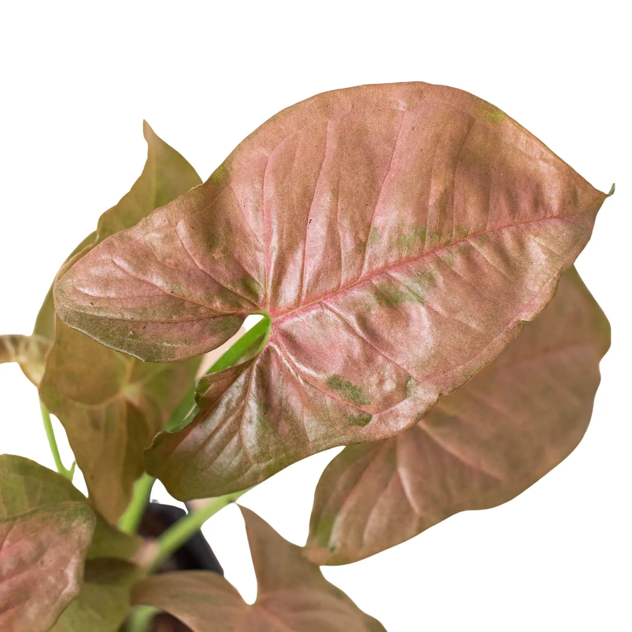 Syngonium Strawberry House Plant Wholesale