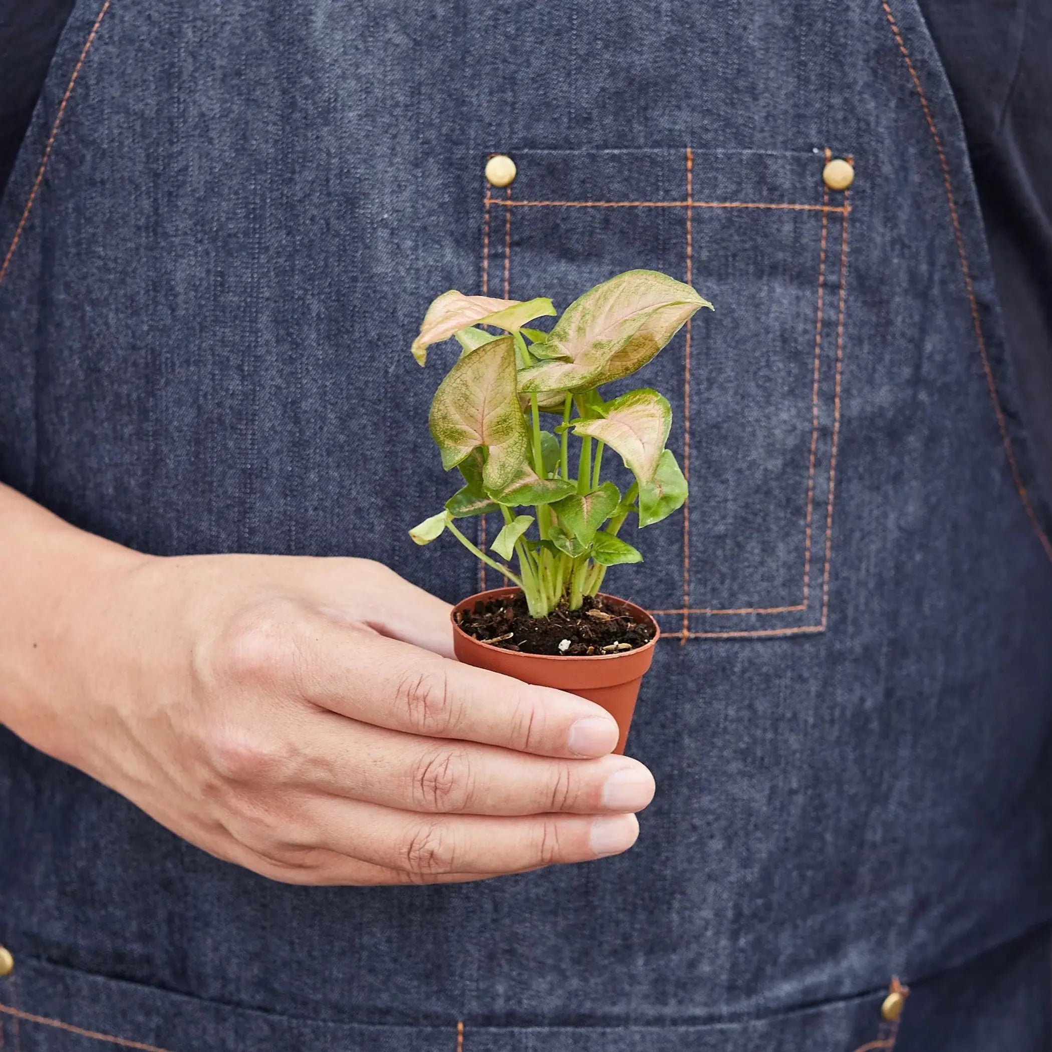 Syngonium Strawberry House Plant Wholesale