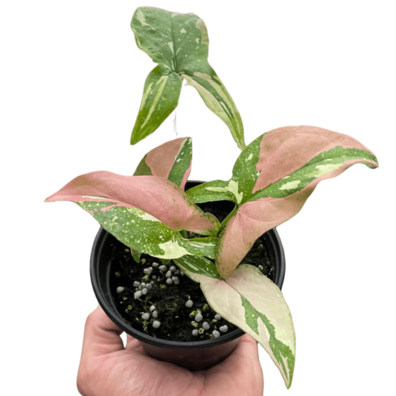 Syngonium 'Tricolor' House Plant Wholesale