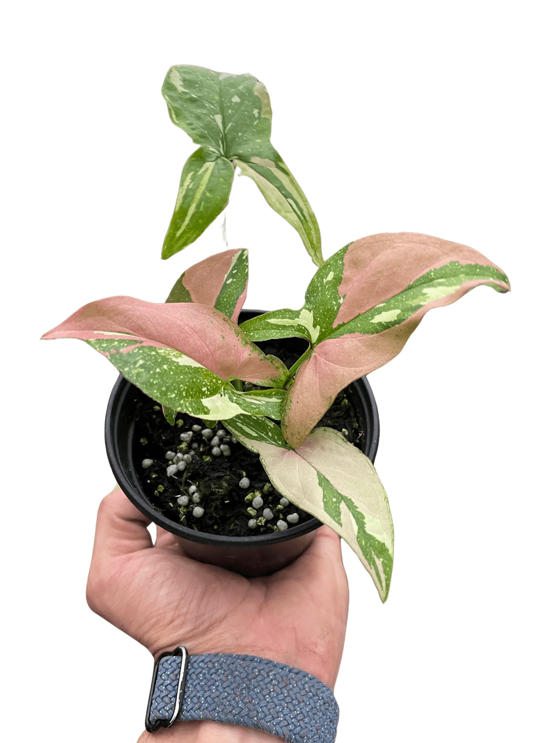 Syngonium 'Tricolor' House Plant Wholesale