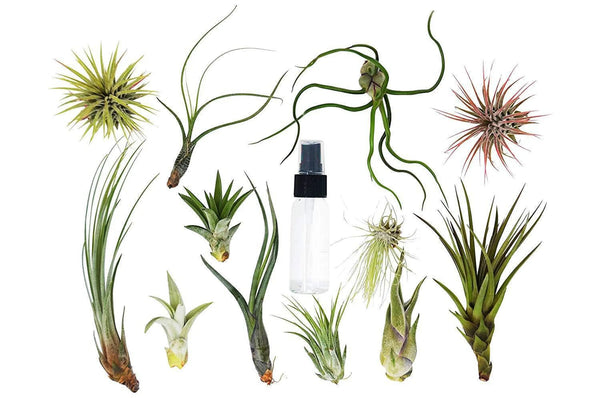 Tillandsia Air Plant Variety Pack w/ Spray Bottle House Plant Wholesale