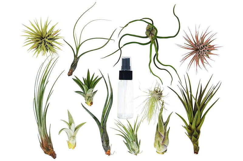 Tillandsia Air Plant Variety Pack w/ Spray Bottle House Plant Wholesale