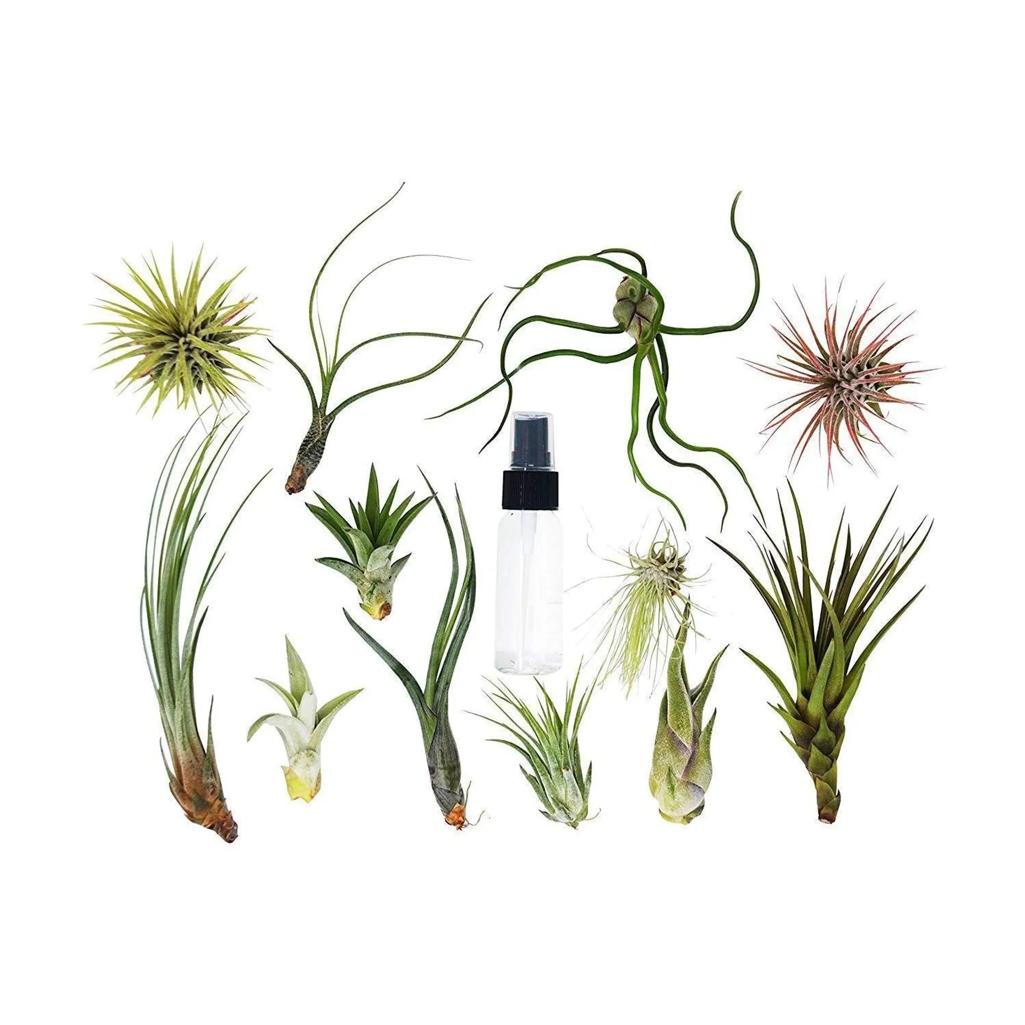 Tillandsia Air Plant Variety w/ Spray - 10 Pack House Plant Dropship