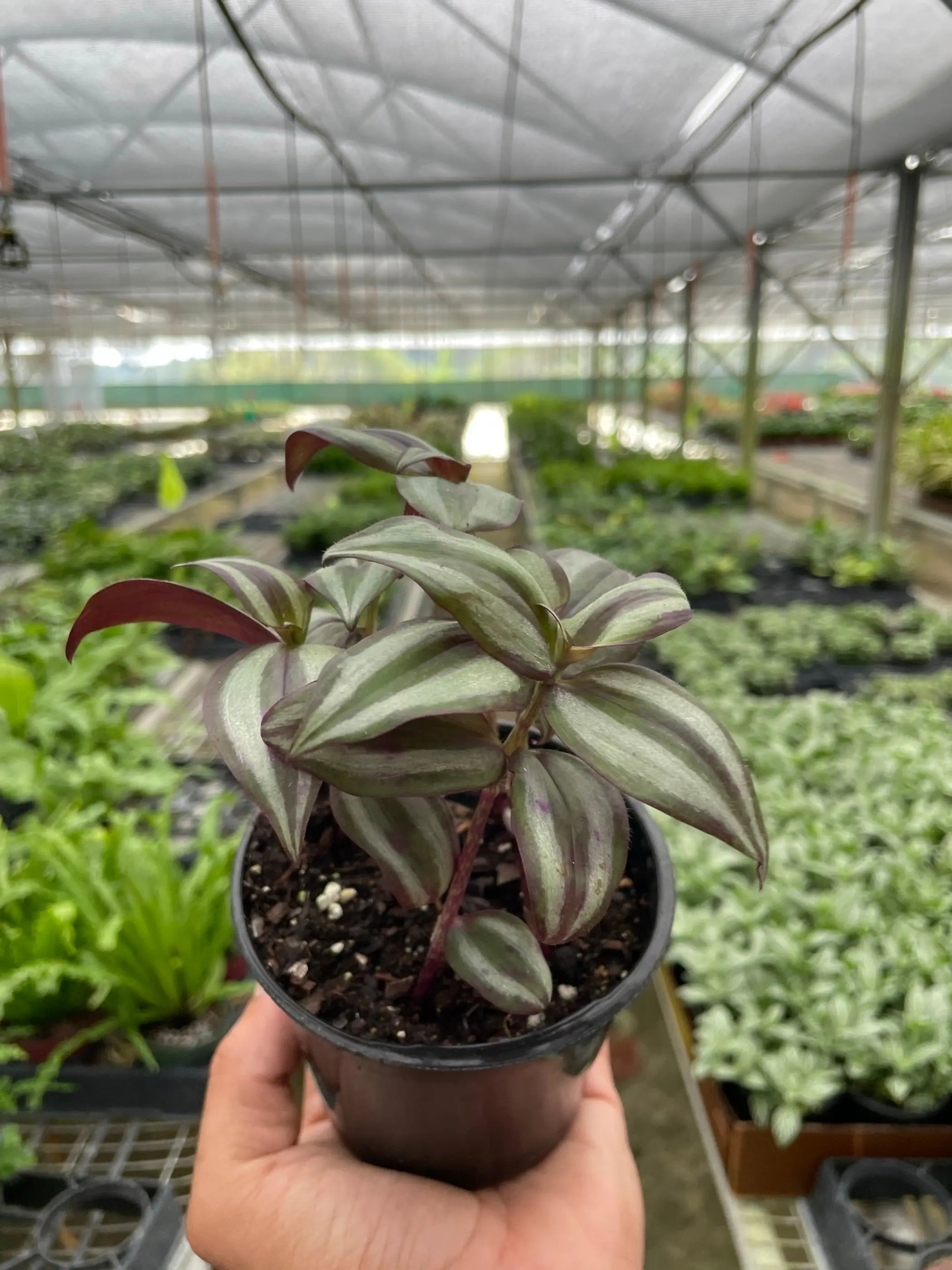 Tradescantia Zebrina 'Wandering Dude' House Plant Dropship