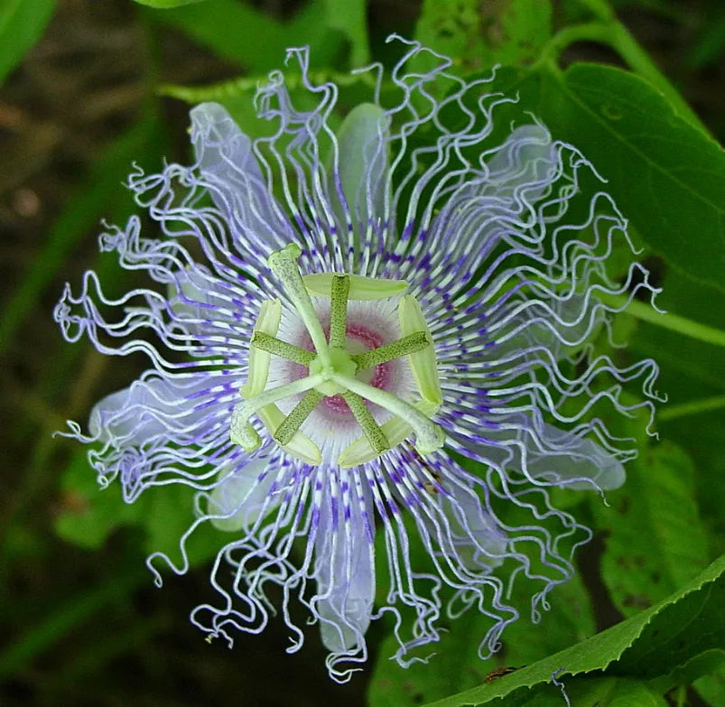 Travel Well - Stress, Relaxation & Calming Stress Support* For Dogs And Cats On The Go* Organic Pet Systems