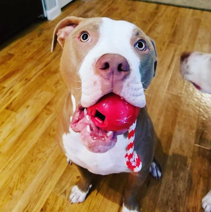 USA-K9 Cherry Bomb Durable Rubber Chew Toy, Treat Dispenser, Reward Toy, Tug Toy, and Retrieving Toy SodaPup
