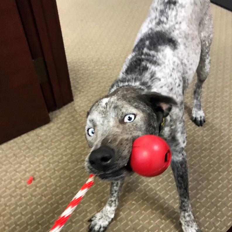 USA-K9 Cherry Bomb Durable Rubber Chew Toy, Treat Dispenser, Reward Toy, Tug Toy, and Retrieving Toy SodaPup
